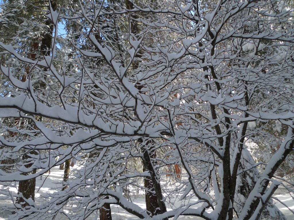 Christmas2010 228.JPG